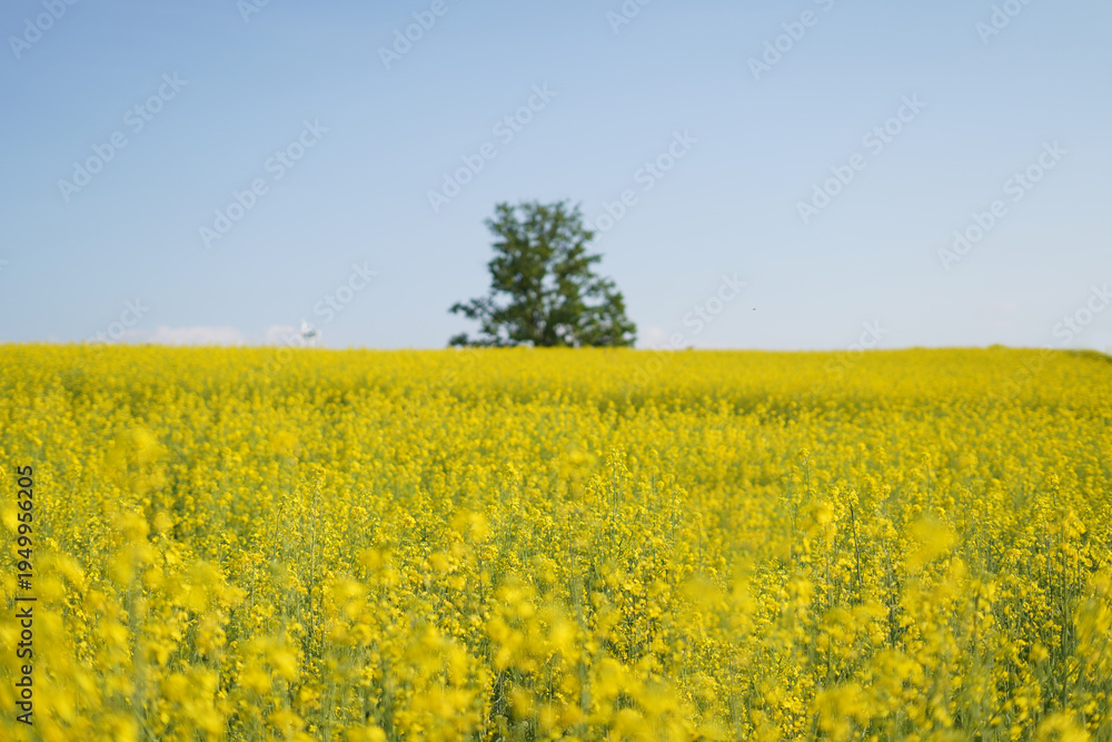 Obraz premium 유채꽃밭