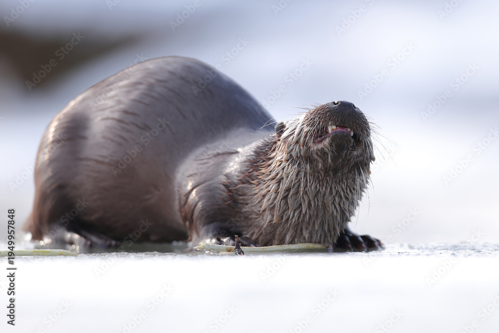 Fototapeta premium Wydra (Lutra lutra), otter