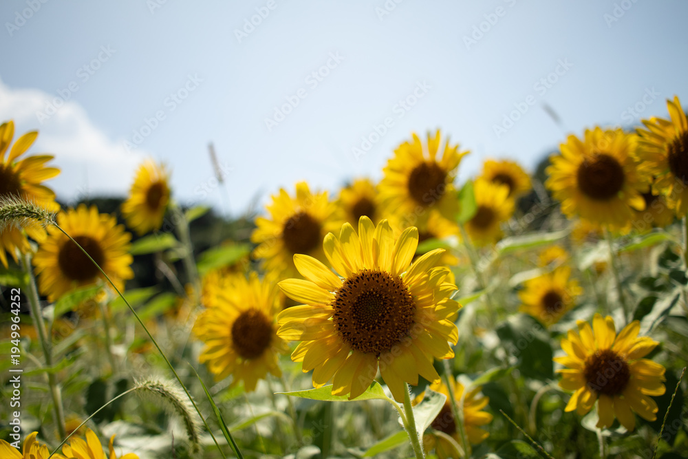 Obraz premium A vibrant sunflower field blooming brightly under a clear summer sky.