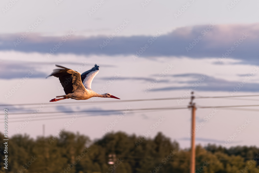 Obraz premium White stork flying over the countryside at sunset with power lines and forest on background.