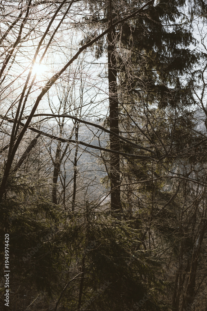 Fototapeta premium Sunlight Through Frosty Winter Forest Trees