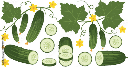 Cucumber plant collection with leaves and flowers. Whole cucumbers and sliced rounds. Fresh organic garden vegetable illustration for healthy food, salad ingredients, and farm harvest design.