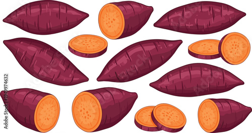 Sweet potato whole and sliced collection. Fresh yam roots with round cut pieces. Organic root vegetable illustration for cooking ingredients, farm harvest, and healthy food design.