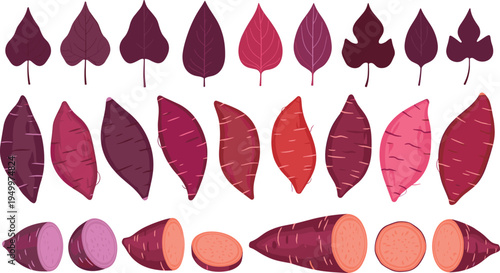 Sweet potato varieties and leaves collection. Whole and sliced yam roots with different colors. Organic root vegetable set for cooking ingredients, farm harvest, and healthy food illustration.