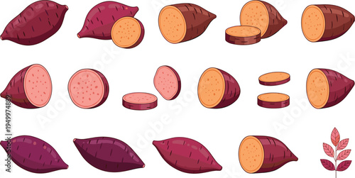 Sweet potato slices collection. Whole and cut yam pieces in different shapes. Hand drawn root vegetable set for cooking ingredients, organic food, and healthy nutrition design.