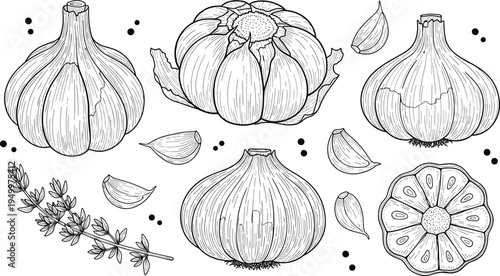 Garlic hand drawn vintage sketch set. Whole garlic bulbs, cloves and cross section with herbs. Botanical kitchen ingredient illustration for cooking and organic food design.