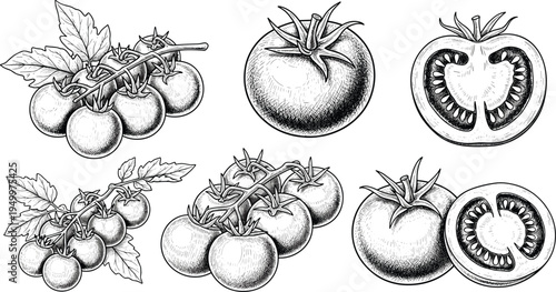 Tomato vintage engraving illustration set. Hand drawn tomatoes, vine clusters and cross section slices. Botanical vegetable artwork for cooking ingredients, organic farming, and garden harvest.