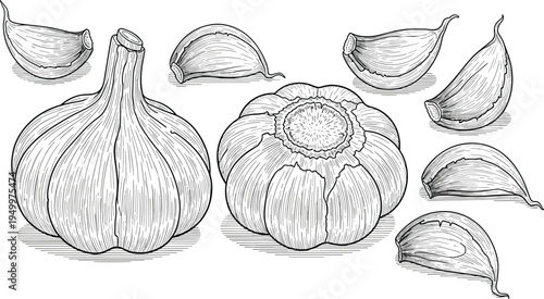 Garlic vintage engraving illustration set. Hand drawn garlic bulbs and cloves. Retro botanical food ingredient artwork for cooking, organic farming, and kitchen design.