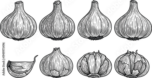 Garlic bulbs vintage line art set. Hand drawn garlic heads and clove sketch collection. Botanical kitchen ingredient illustration for cooking, organic food, and farm harvest.