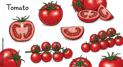 Tomato hand drawn sketch collection. Whole tomatoes, cherry tomato vine and sliced pieces. Fresh organic vegetable illustration for cooking ingredients, salad food, and garden harvest.