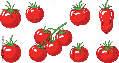 Fresh red tomato collection. Whole ripe tomatoes and cherry tomatoes with green stems. Organic garden vegetable illustration for healthy food, cooking ingredients, and farm harvest design.