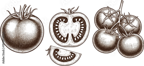 Tomato vintage engraving set. Hand drawn whole tomato, slice and vine cluster. Botanical food illustration for cooking ingredients, organic produce, and garden harvest design.