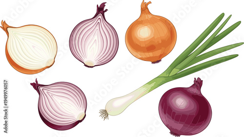 Onion varieties set. Red, yellow and white onions with spring onion and cut halves. Fresh organic kitchen vegetables illustration for cooking ingredients and healthy food design.