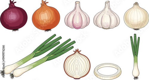 Onion varieties and garlic set. Red, white and yellow onions with spring onion and garlic bulbs. Fresh kitchen vegetables illustration for cooking ingredients and farm harvest.