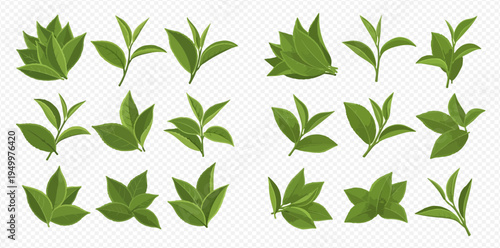 Set of fresh green tea leaves and sprouts, natural organic herbal drink ingredient.