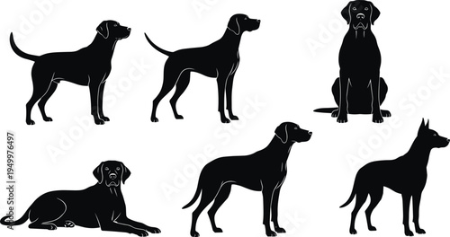 Labrador retriever dog silhouette set showing standing sitting and lying poses isolated vector illustration for pet breed design
