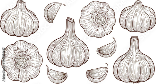 Garlic hand drawn sketch set. Vintage engraved garlic bulbs, cloves and cross sections. Black and white botanical kitchen ingredient illustration for cooking, farming, and organic food.