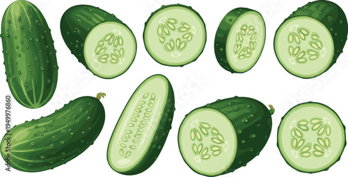 Fresh cucumber whole and sliced collection. Green organic cucumbers with round and half cuts. Healthy garden vegetable illustration for salad ingredients and farm harvest design.