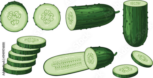 Fresh cucumber whole and sliced set. Green organic cucumbers with round and lengthwise cuts. Healthy garden vegetable illustration for salad ingredients and farm harvest design.