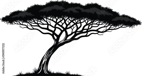Acacia tree silhouette African savanna tree spreading canopy nature landscape botanical illustration isolated vector design