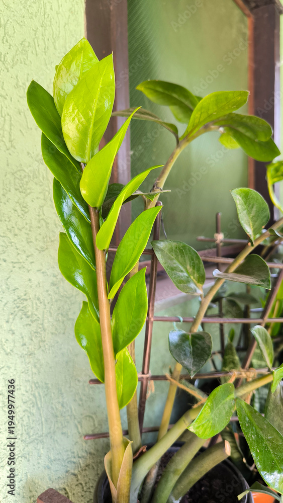 Obraz premium zamia plant in the pot close up