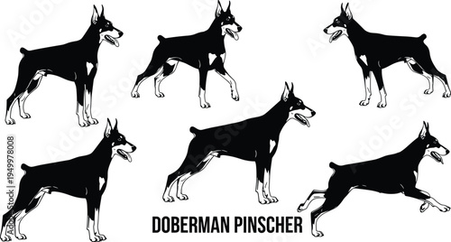 Doberman Pinscher dog silhouette set showing different standing and running poses isolated vector illustration for pet breed design collection