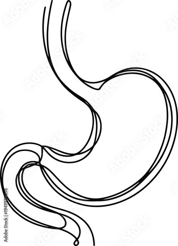 Minimalist continuous line drawing of the human stomach organ isolated on a plain white background