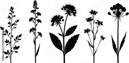 Set of detailed wild flower silhouettes and botanical plant icons featuring various field grass shapes and garden weed sketches for organic nature pattern designs