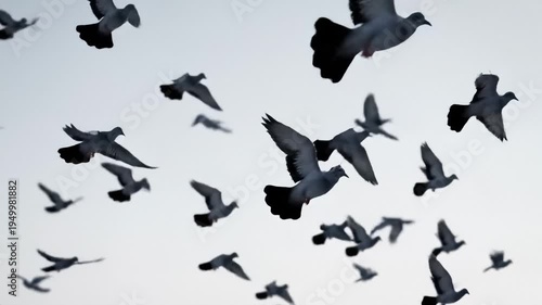 Flock of Pigeons Flying in the Sky, Dynamic Movement, Freedom and Nature