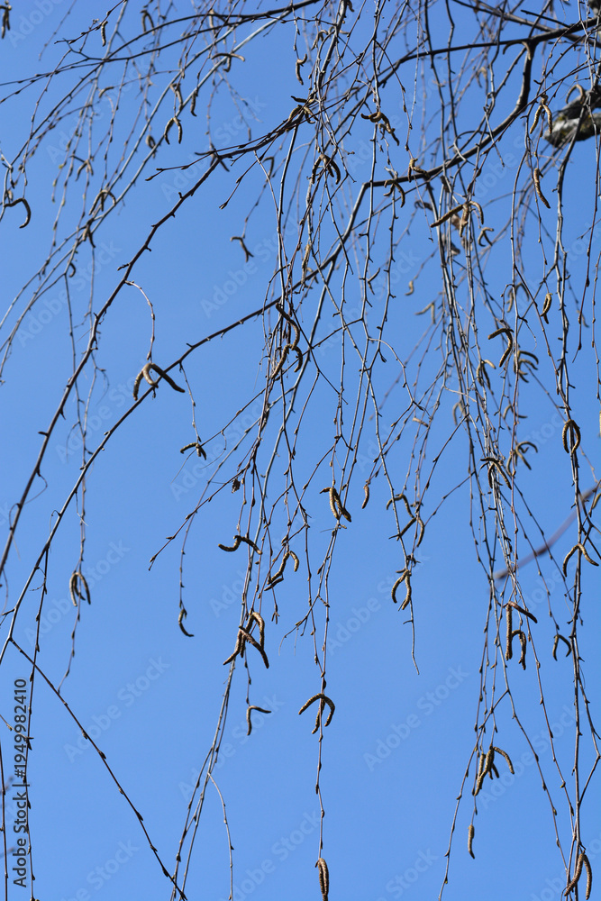 Obraz premium Common birch branches with flowers against blue sky - Latin name - Betula pendula