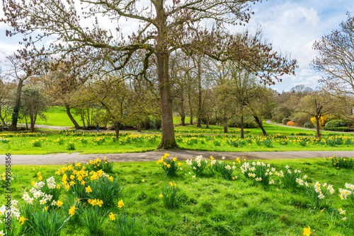 Golders Hill public park with yellow spring daffodils, London, UK