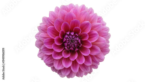 Fényképezés Isolated vibrant pink dahlia flower close-up, stunning single blossom studio sho
