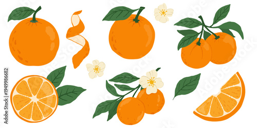Orange set with whole citrus fruits, slices, wedges, peel pieces, green leaves and blossom flowers, flat style on white background. For packaging, menus.