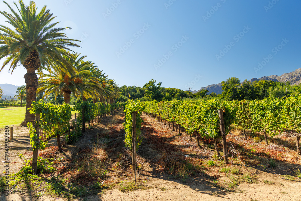 Fototapeta premium Sunlit vineyard rows with mountain backdrop