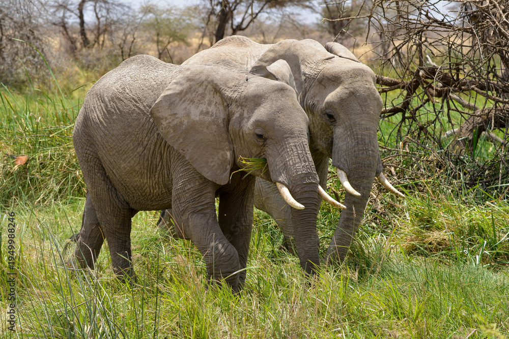 Fototapeta premium Eléphant d'Afrique*