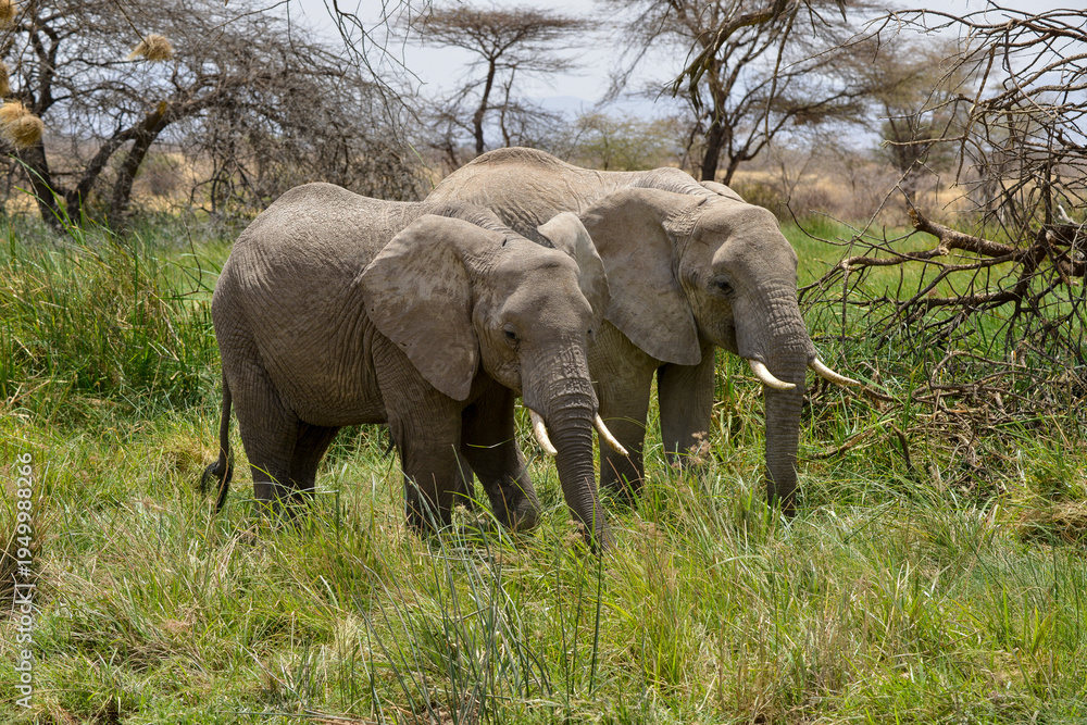 Obraz premium Eléphant d'Afrique*