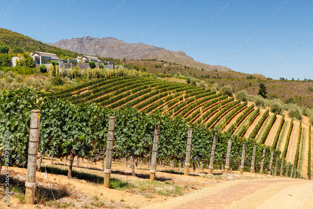Fototapeta premium Sunlit vineyard rows with mountain backdrop