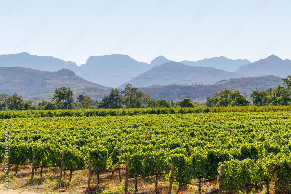 Naklejka premium Sunlit vineyard rows with mountain backdrop
