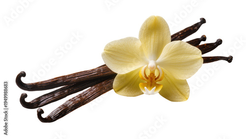 Isolated vanilla orchid flower and a selection of fragrant vanilla beans for baking and flavor.