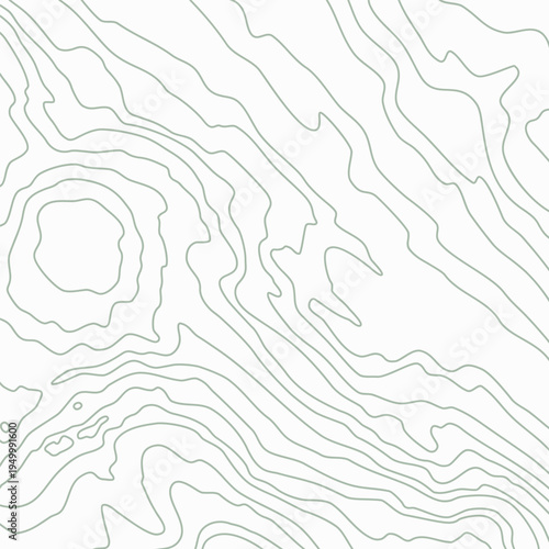 Wooden wavy pattern. Tree fiber, white wood grain texture. Dense lines. Abstract topographic background. Vector illustration