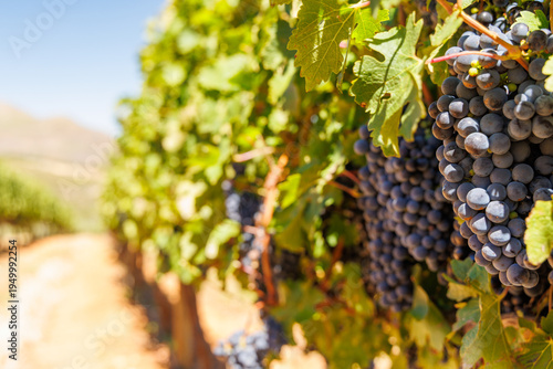 Ripe grapes on vine in South African vineyard