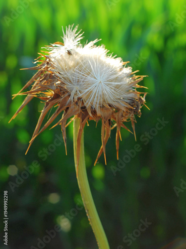 A dried milk thistle flower illustrating the life cycle of plants, which is comparable to that of humans.