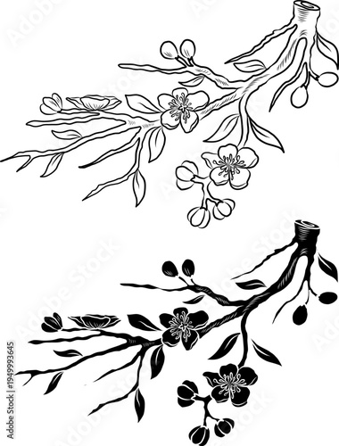 Free hand Sakura flower vector set, Beautiful line art Peach blossom isolate on white background.Cherry blossom illustration set.Element for weding card or printing on backdrop.