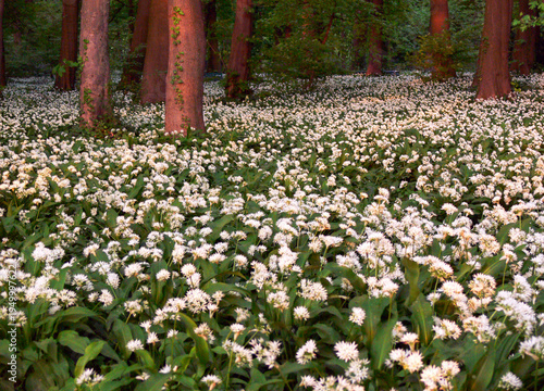 Blossoming flowers in park in France