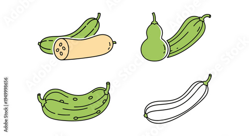 Snake Gourd Line art vector flat modern abstract