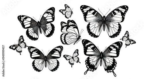 Collection of Vintage Butterfly Illustrations - Black and White