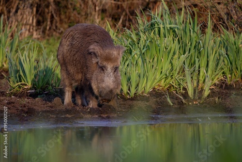 A wild boar on the bank of a forest pond at a watering hole in spring.