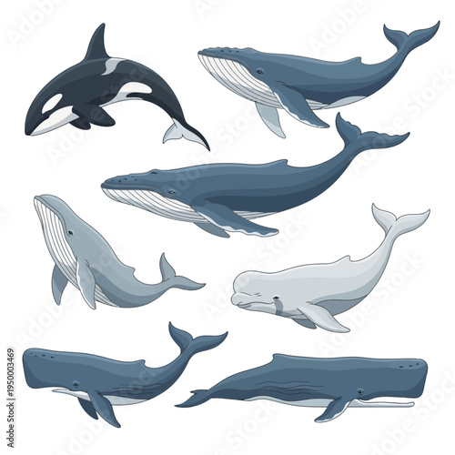 Illustrations of different whale species.