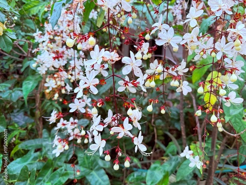 Clerodendrum smithianum in the garden