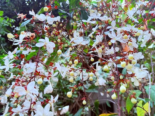 Clerodendrum smithianum in the garden